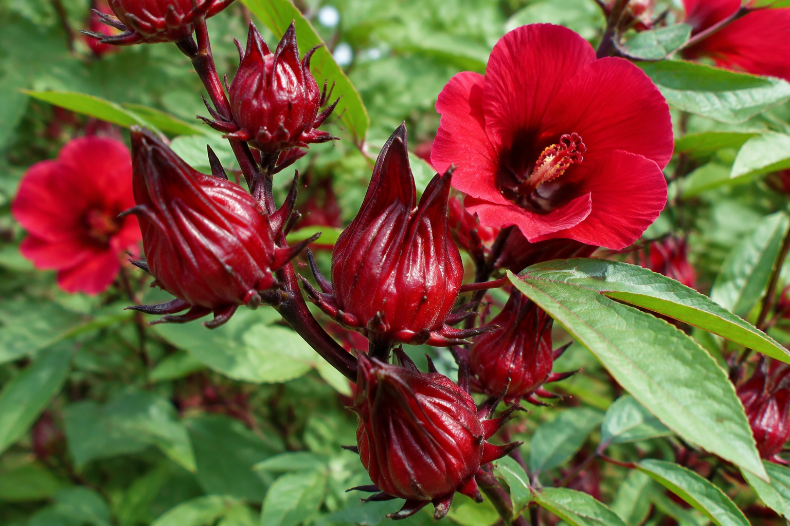 Have You Heard about Caribbean Sorrel?